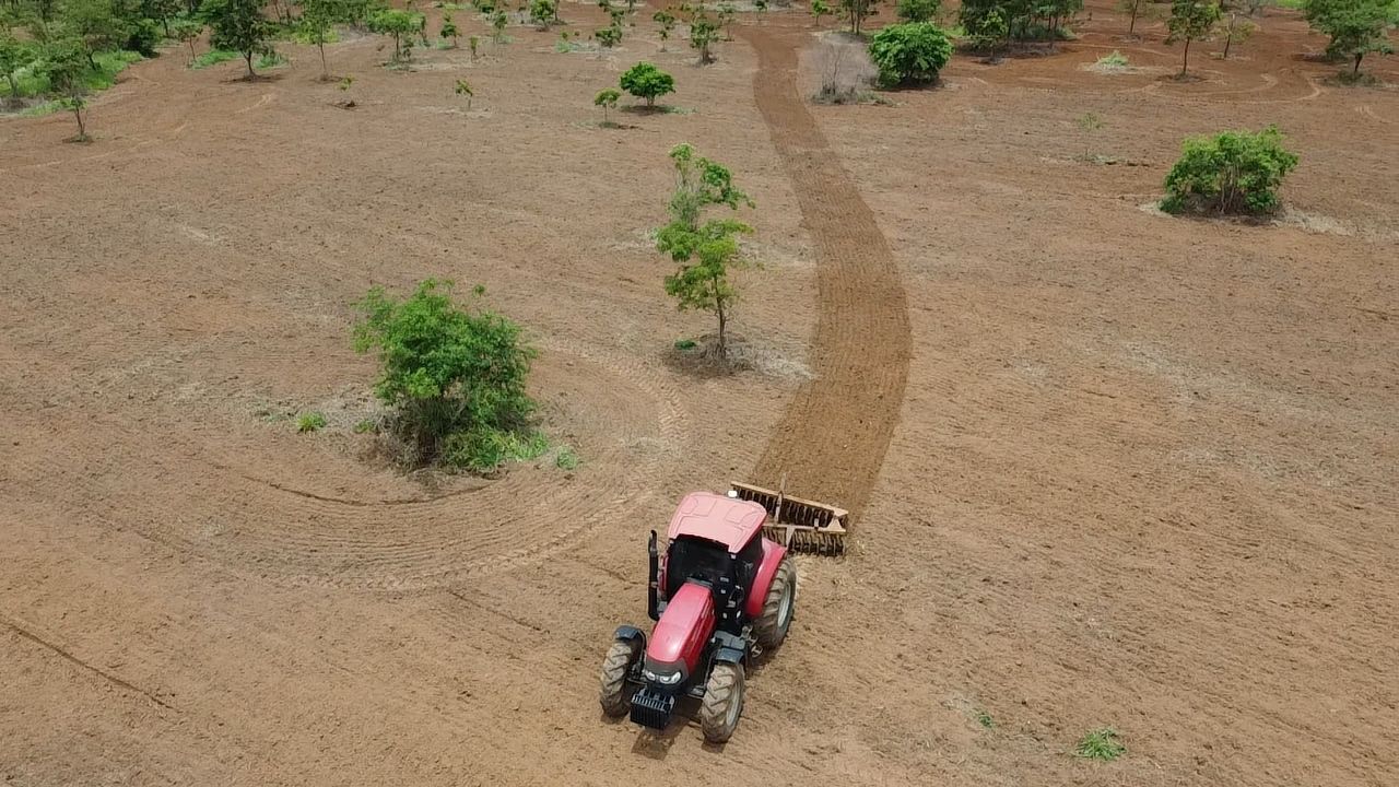 Manejo adequado na semeadura direta de espécies nativas pode quadruplicar o sucesso na restauração ecológica com sementes, aponta estudo